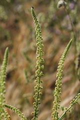 Reseda luteola