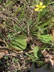 Ranunculus rhomboideus