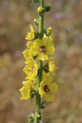 Verbascum virgatum