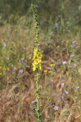 Verbascum virgatum