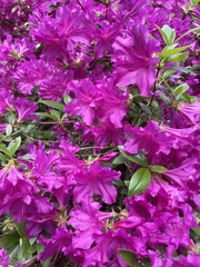 Rhododendron