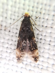 Stenoptinea cyaneimarmorella