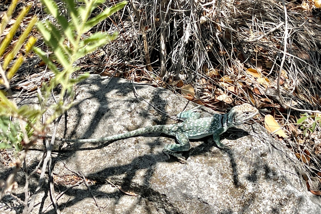 Eastern Collared Lizard from Val Verde County, US-TX, US on May 19 ...