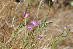 Clarkia amoena caurina