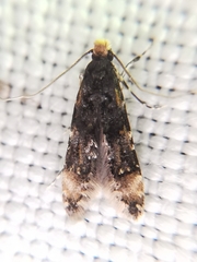 Stenoptinea cyaneimarmorella