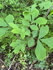 Phylloxera caryaemagna