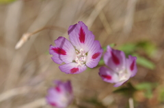 Clarkia amoena caurina