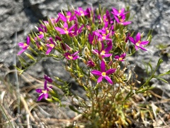 Zeltnera calycosa