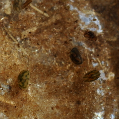 Cyprididae