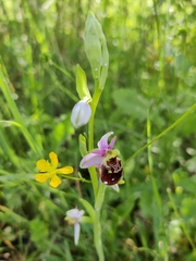 Ophrys fuciflora