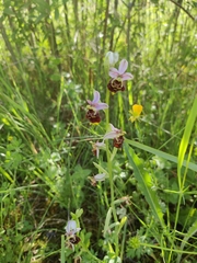 Ophrys fuciflora