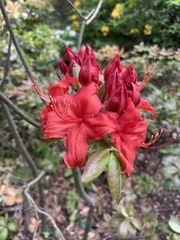 Rhododendron