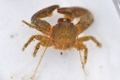 Petrolisthes cabrilloi