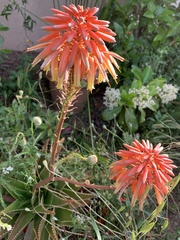 Aloe × delaetii