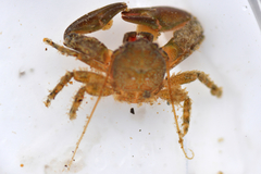 Petrolisthes cabrilloi