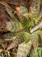 Aloe maculata
