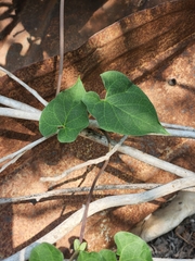 Matelea edwardsensis