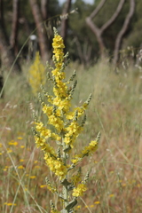Verbascum pulverulentum