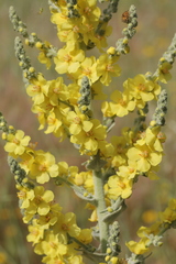 Verbascum pulverulentum
