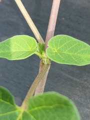 Matelea edwardsensis