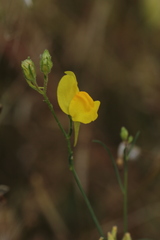 Linaria spartea