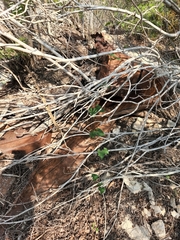 Matelea edwardsensis