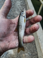 Campostoma oligolepis