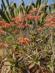Aloe maculata