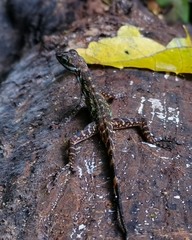 Anolis aquaticus