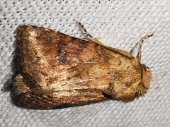 Atypha pulmonaris