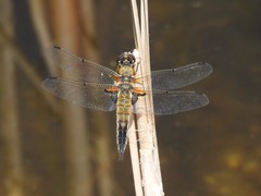 Libellula quadrimaculata