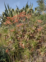 Aloe maculata