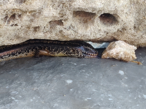 Ocellated (Bronze) Skink, Chalcides ocellatus