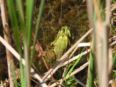 Pelophylax