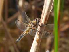 Libellula quadrimaculata
