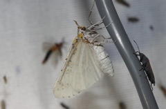 Philtraea paucimacula