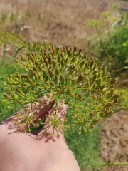 Lomatium klickitatense