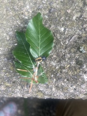 Harmonia axyridis