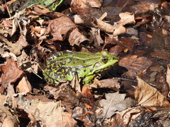 Pelophylax