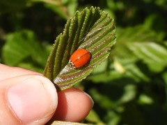Harmonia axyridis