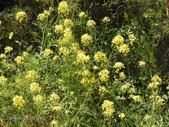 Diplotaxis ibicensis