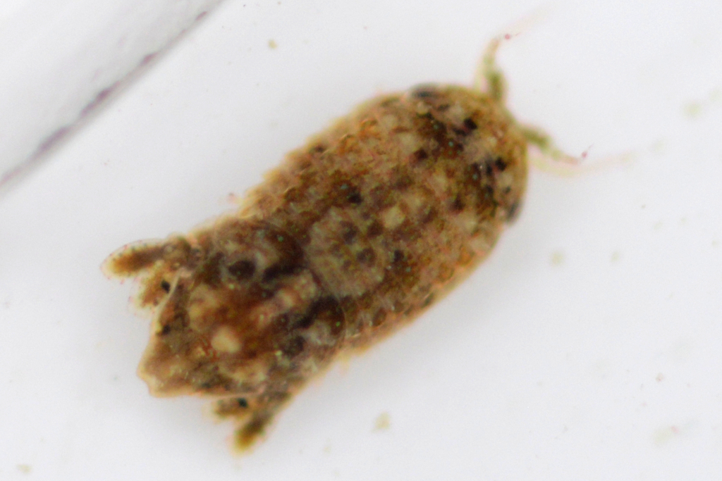 Sponge Isopod