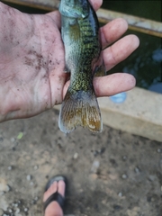 Micropterus coosae