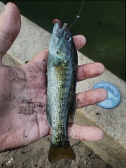 Micropterus coosae