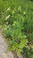 Chaerophyllum temulum