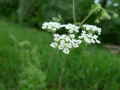 Chaerophyllum temulum