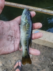 Micropterus coosae