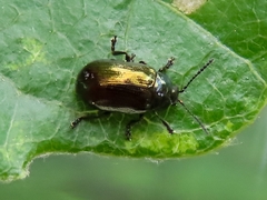 Phratora vitellinae