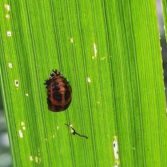 Harmonia axyridis