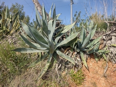 Agave americana